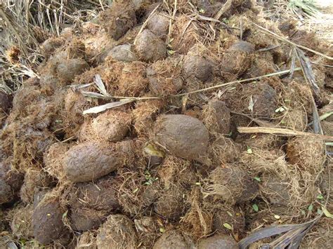 Elephant Poo: Why these facts will ding-dung your mind - The Elephant Guide