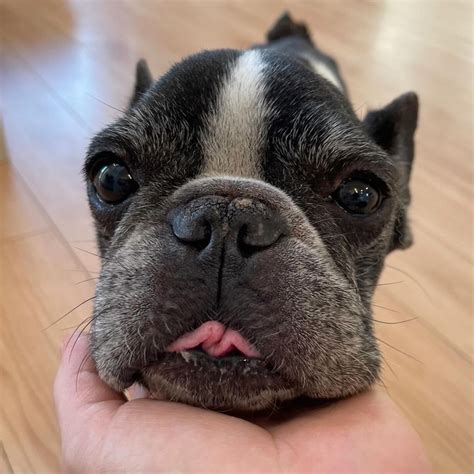 2024年 2月譲渡会 - Knot(ノット)沖縄保護犬の里親募集サイト