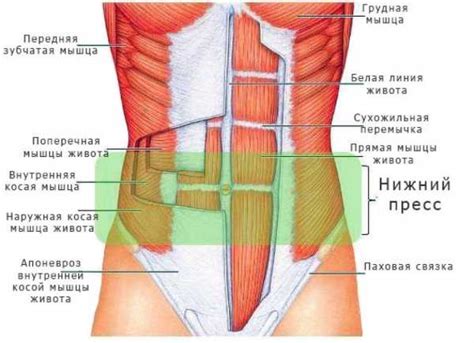 Разрыв прямой мышцы живота – Гематома или разрыв прямой мышцы живота ...