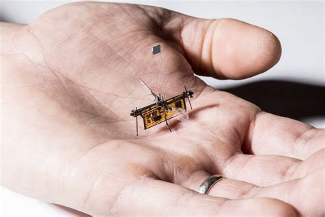 The Smallest Insect In The World