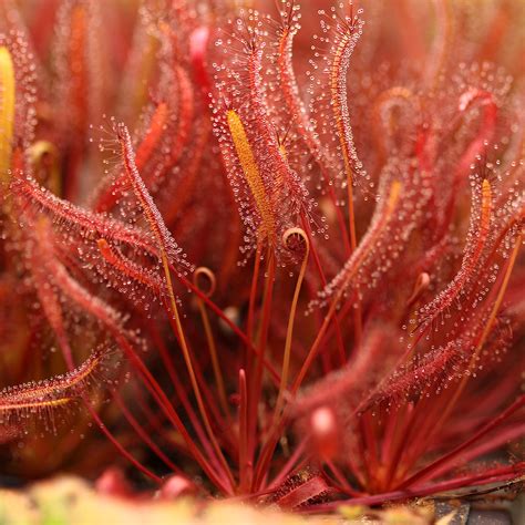 Drosera capensis 'Narrow Red Leaf' - Cape Sundew | Curious Plant