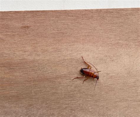 Will bleach kill roaches? Entomologists advise | Homes and Gardens