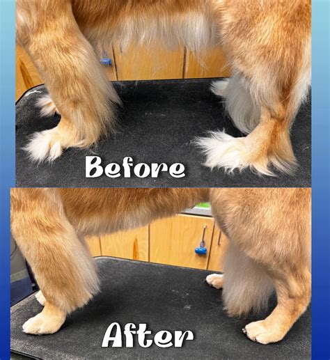 Pet Grooming In Laurel, MD 20707 | Rocky Gorge Animal Hospital