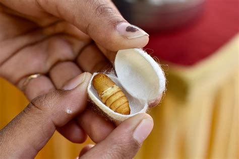 Silk: The Not So Shiny Truth About The Prized Fabric - The Ethicalist