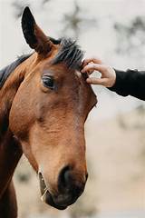 Anime+Big+Boobs+Bikini Photos, Download The BEST Free Anime+Big+Boobs ...