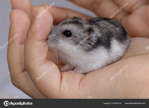 Fancy Russian Dwarf Hamsters