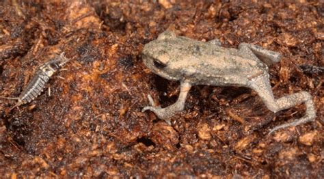 What Animals Prey On Frogs