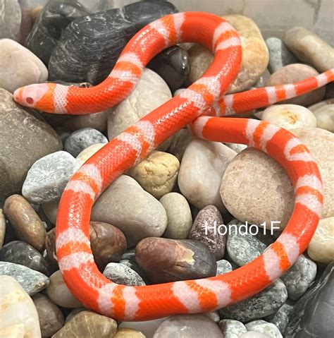 Albino Tangerine Honduran Milk Snake by Captivating Reptiles LLC ...