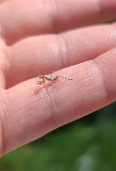 Baby Praying Mantis I found. : r/pics