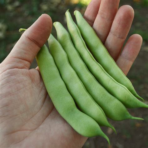 Heirloom Green Bean Seeds/Snap Bean Seeds – Thresh Seed Co.