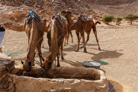 Premium Photo | Camels drinking water from a well in the sahara desert