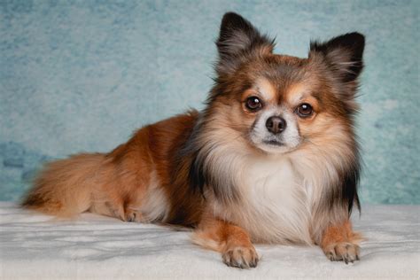 Long-Haired Chihuahua — Everything You Should Know