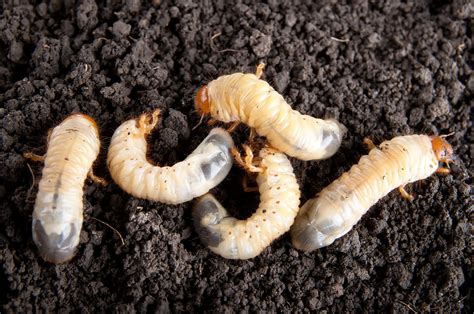 How to Get Rid of Garden & Lawn Grubs Naturally (Guide) - Buy, Install ...