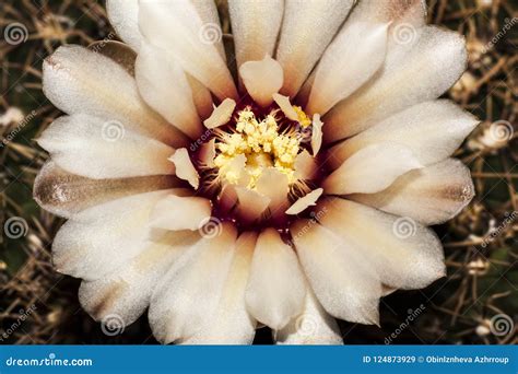 Cactus white flower stock image. Image of flower, perennial - 124873929