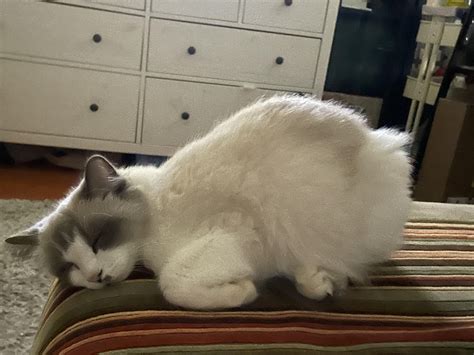 Weird sleeping position : r/derpycats