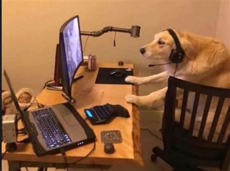 Chien Sur Ordinateur Meme