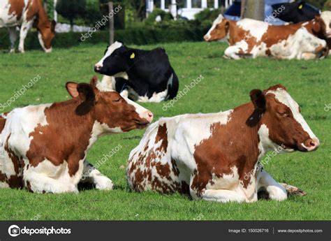 Hours Do Cows Sleep at Becky Moreno blog