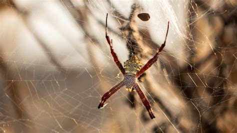 Premium Photo | Tropical spider on web insect hunting spider predator on the web