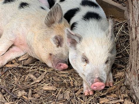 The Pomeroy - Visit Amersham