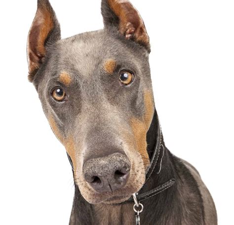 Doberman Pinscher Com Cauda