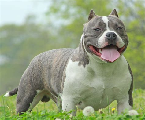 How Much Do You Feed A American Bully Puppy