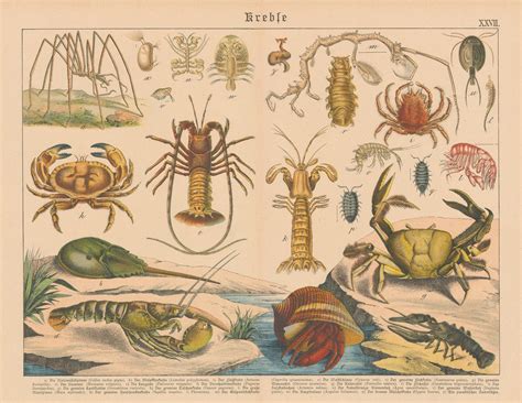 Gotthilf von Schubert, Crustaceans, 1886 | The Map House