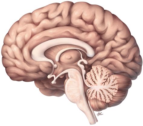 Brain Anatomy Diagram Sagittal Free Brain Human Coronal Sagittal Cut