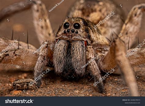 Biggest Wolf Spider