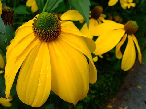 Cutleaf Coneflower (Rudbeckia laciniata)