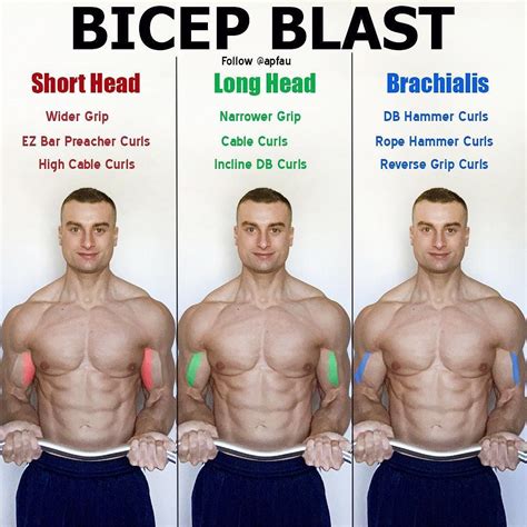 The bicep has two heads (hence the prefix “bi”). The two heads are the ...