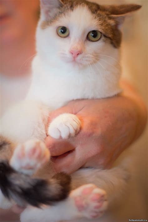 Котофея. Передержка для кошек - Передержки Фонда - Благотворительный ...