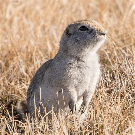 Ground Squirrels Adaptations at Bruce Macias blog