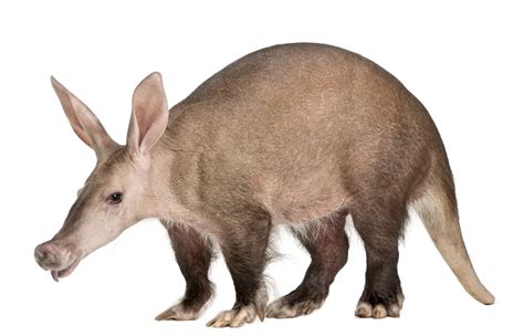 Aardvark vs Anteater | Extensive Comparison Between Them