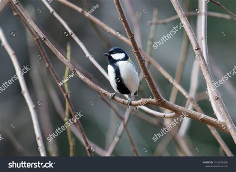Japanese Tit Portrait Stock Photo (Edit Now) 1162676596 | Shutterstock