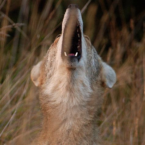 Pack Of Coyotes Howling
