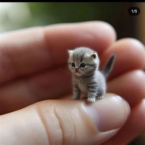Smallest Cat In The World The World's Deadliest Cat Is Absolutely
