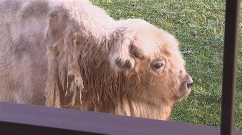 Hidden Valley Animal Adventure allows you to drive through a safari ...