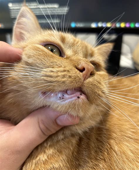 What are these black spots on my cat’s lip/gum? : r/cats