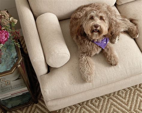Best Sofas for Dogs | Pet friendly furniture, Best sofa, Dog couch