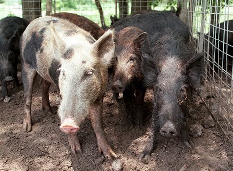 Houston area’s feral hogs exploding in numbers, creating a constant ...