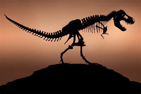 Dinosaurs skeleton