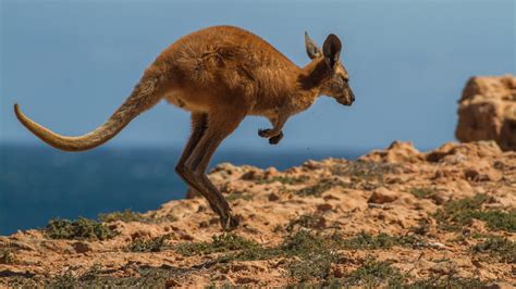Australian man killed by kangaroo in rare fatal attack | The Demon's Den