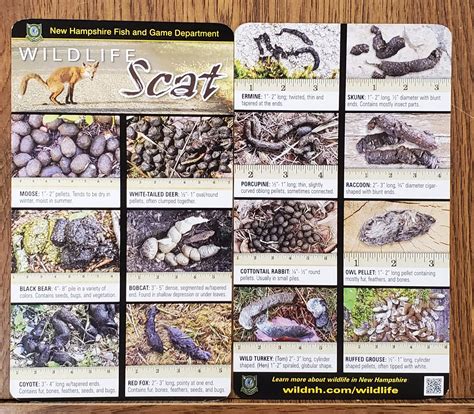 Identifying Animal Poop