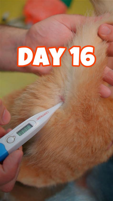 Cat Temperature