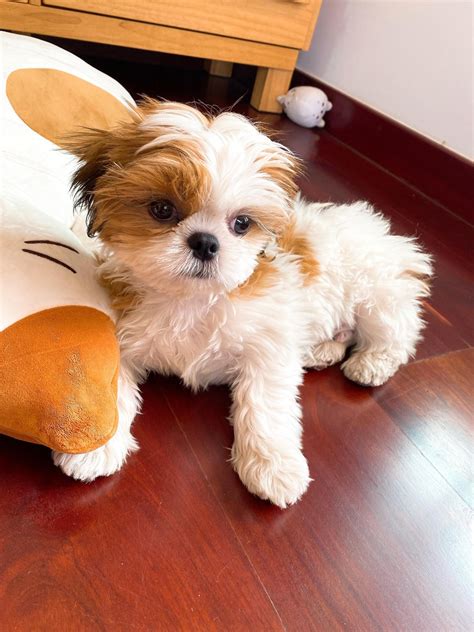 How do you take care of watery eyes and constant irritation? : r/Shihtzu