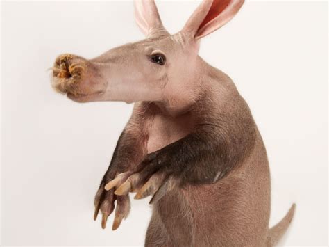 Aardvark Vs Anteater 9 Fascinating Anteater Facts