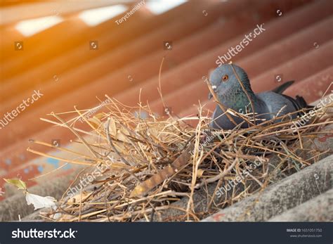 Baby Pigeons In Nest