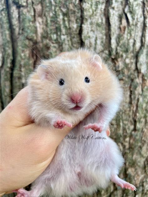 Male Hamster