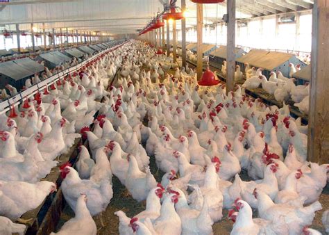 Poultry Farm in Nigeria