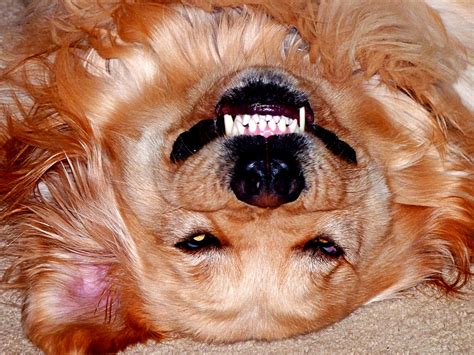 75 Dog Jokes That'll Have You Barking With Laughter - Parade Pets